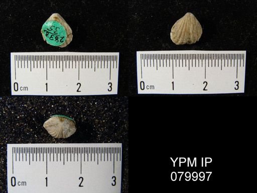Rhynchospira sp.