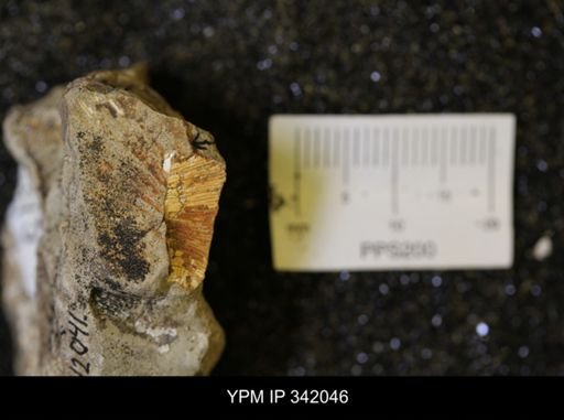 Hoploscaphites sp.