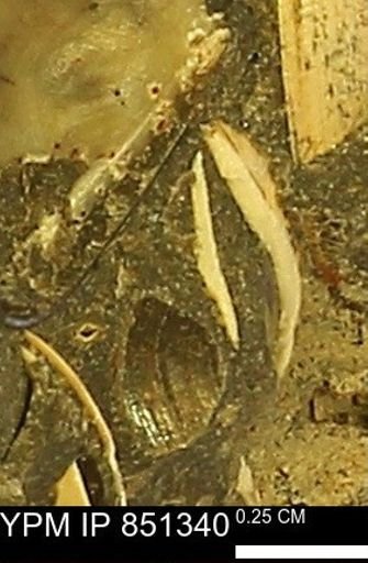 Limopsis striatopunctatus