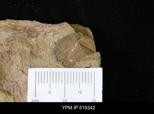 undet. Hyolithida