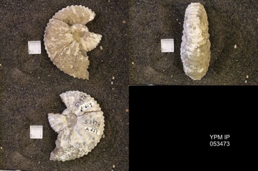 Jeletzkytes nebrascensis