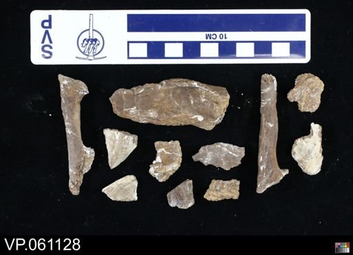 undet. Mosasauridae