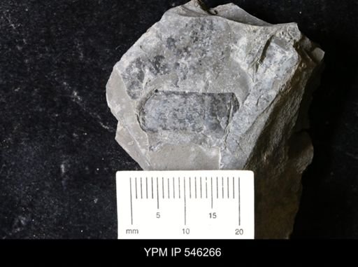 undet. Eurypterida