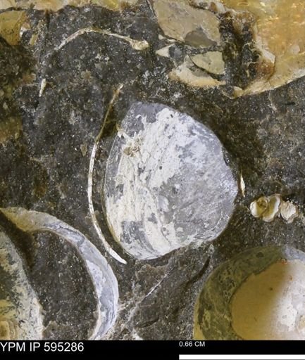Protocardia sp.