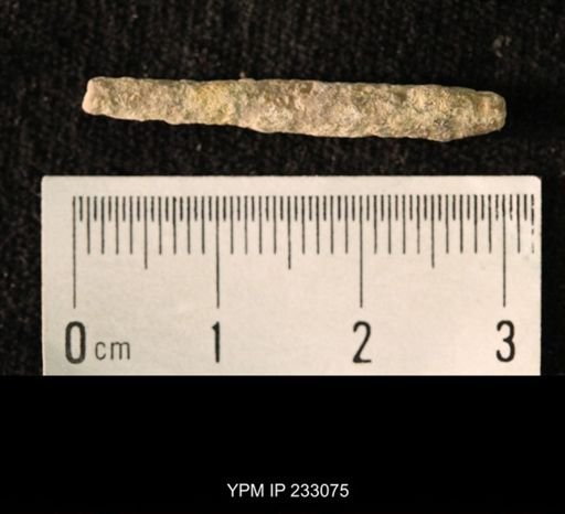 Archaeocidaris sp.