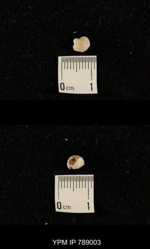 undet. Brachiopoda