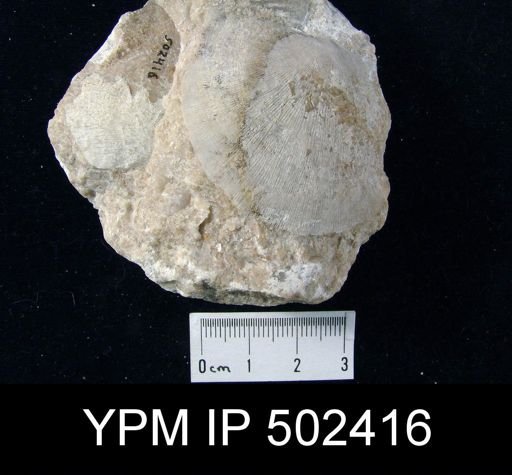 Amphistrophia sp.