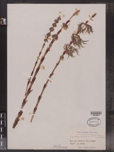 Equisetum sylvaticum