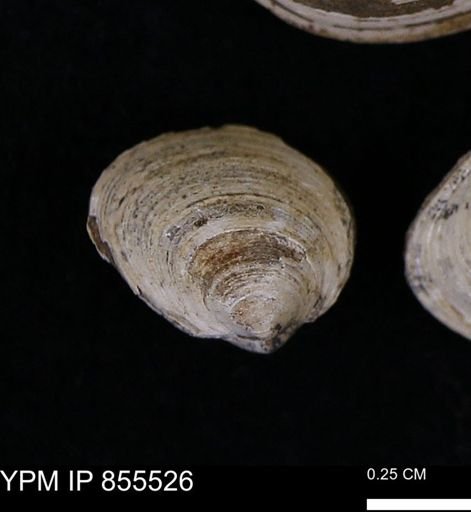 Limopsis striatopunctatus