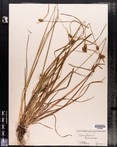 Carex flava