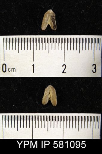 Bilobites verneuilianus?