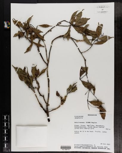 Plantae