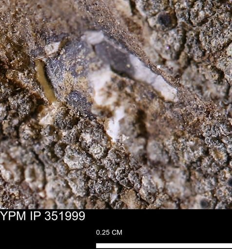 undet. Mollusca
