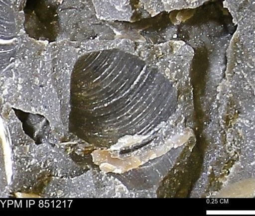 Limopsis striatopunctatus