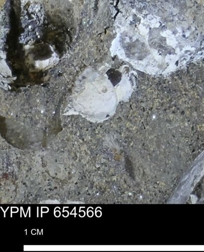 undet. Mollusca