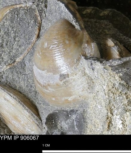 Limopsis striatopunctatus