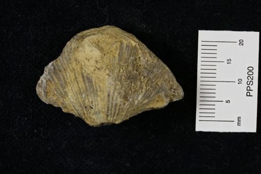 Neospirifer dunbari