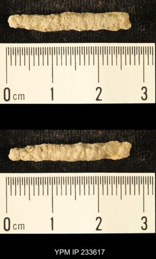 Archaeocidaris sp.
