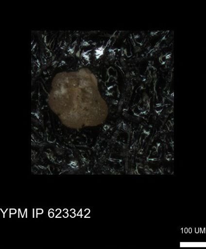 undet. Foraminiferida