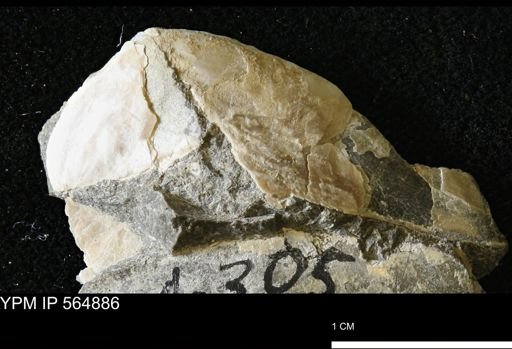 Phelopteria linguaeformis
