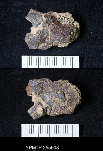 Pacifastacus chenoderma