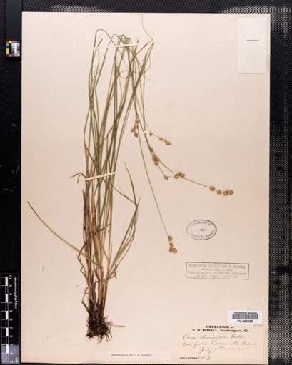 Carex tenera