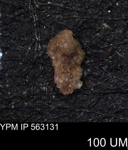 Verneuilina canadensis