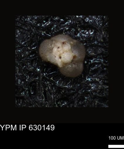 undet. Foraminiferida
