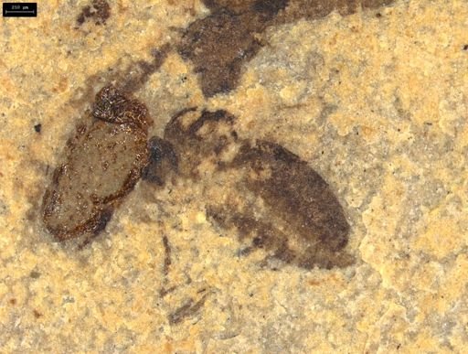undet. Diptera