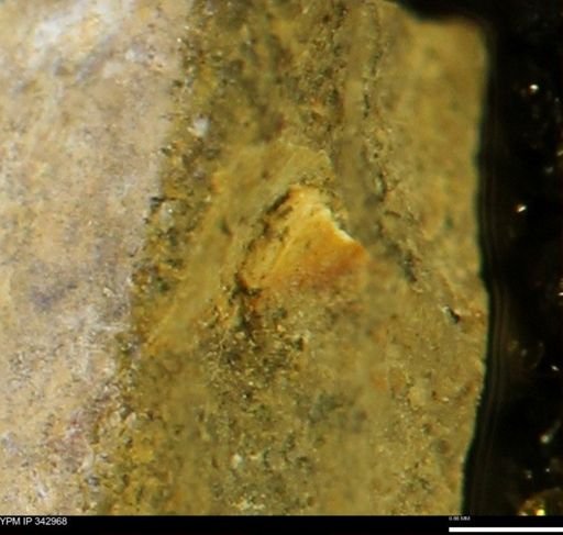undet. Mollusca