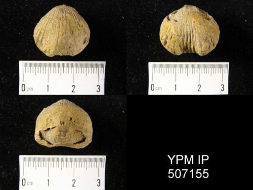 Uncinulus abruptus