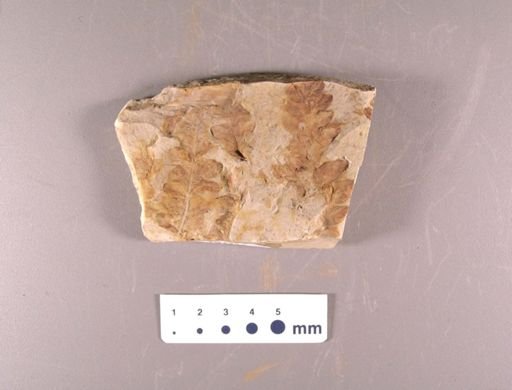 Lastrea (Goniopteris) brittoni