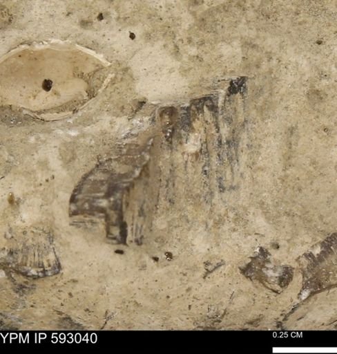 Inoceramus cuneatus