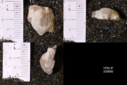 Cardium?