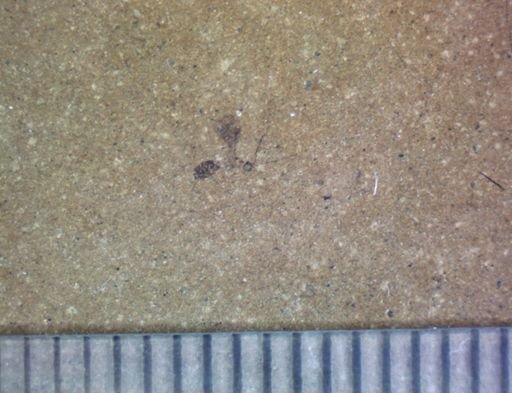 undet. Hymenoptera