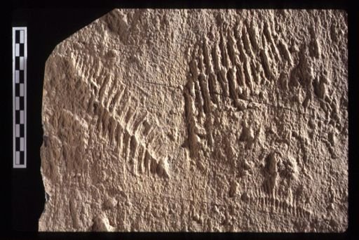 Vendobionta