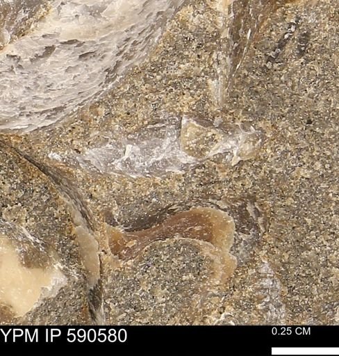 Ostreacea