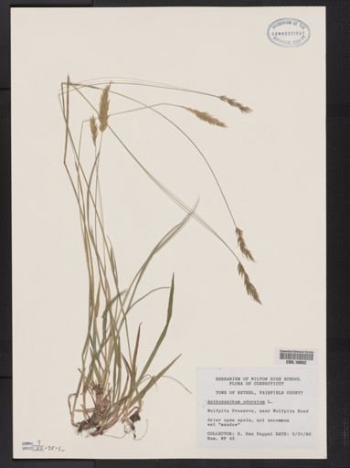 Anthoxanthum odoratum