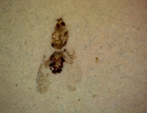 undet. Diptera