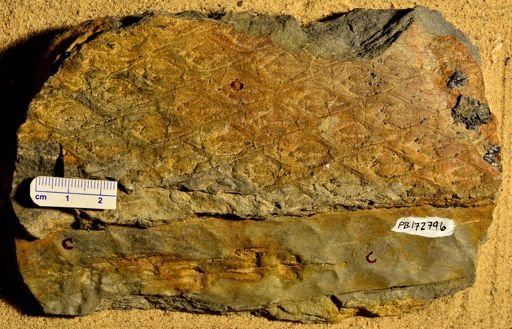 Lepidodendron sp.