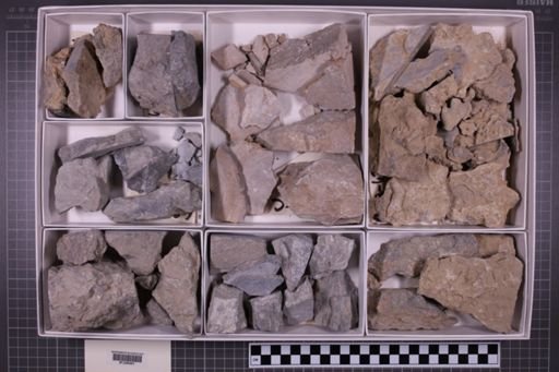mixed taxa, stratigraphic collection