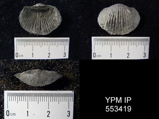 Tropidoleptus carinatus