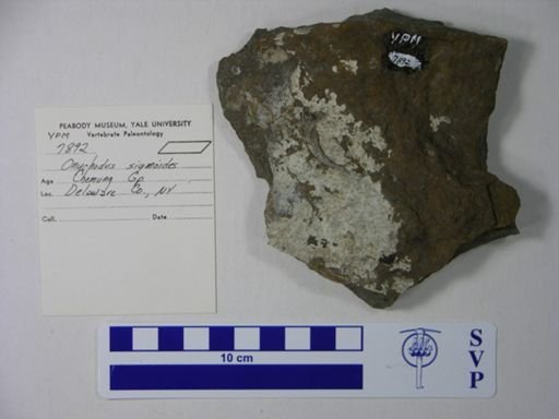 Onychodus sp.