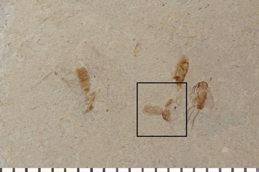 Diptera