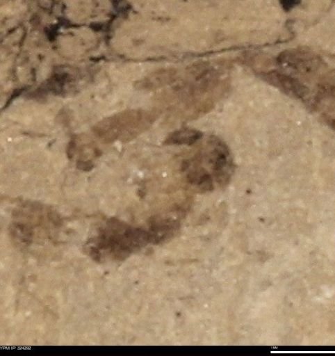 undet. Insecta