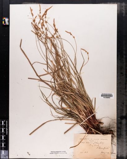Carex communis