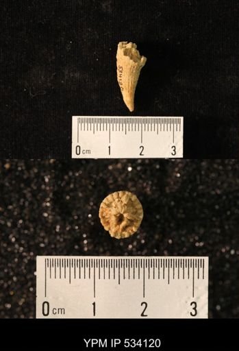 undet. Rugosa