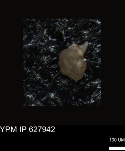 undet. Foraminiferida