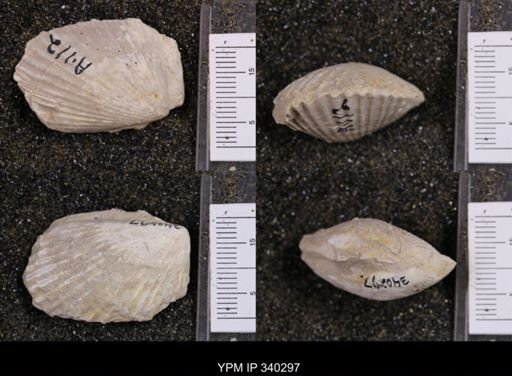 Lima sp.