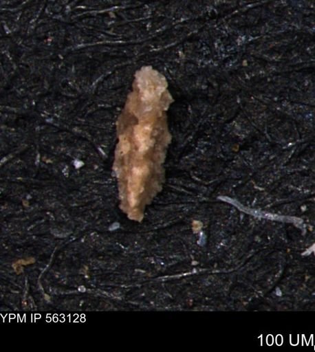 Verneuilina canadensis